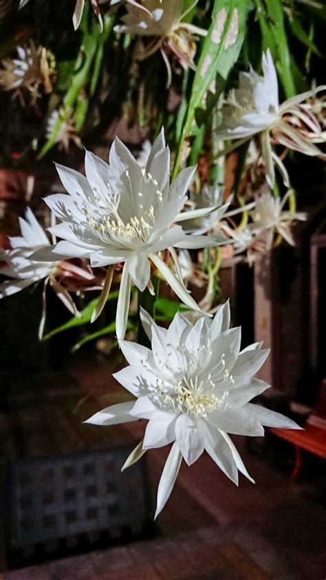 姬曇花種植|姬曇花 – 菁芳園綠生活